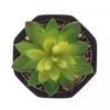 Cachepot-de-Cimento-com-Suculenta-Geometrico-Preto-10cm-x-15cm-Wolff