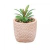 Cachepot-de-Ceramica-com-Suculenta-Rattan-7,5cm-x-7,5cm-X-9,5cm-Wolff