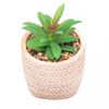 Cachepot-de-Ceramica-com-Suculenta-Rattan-7,5cm-x-7,5cm-X-9,5cm-Wolff