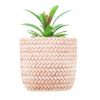 Cachepot-de-Ceramica-com-Suculenta-Rattan-7,5cm-x-7,5cm-X-9,5cm-Wolff